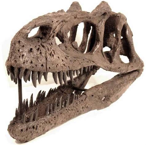 Allosaurus skull (reproduction) | Fossils (and other natural wonders ...