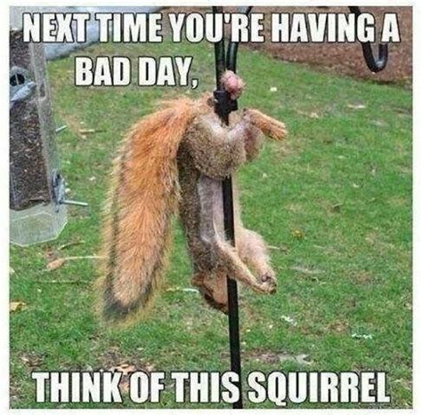 Funny Squirrel Nuts Pictures