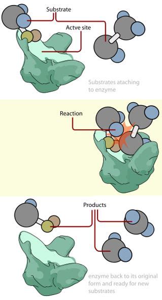 Substrate (Biology) — Definition & Role - Expii