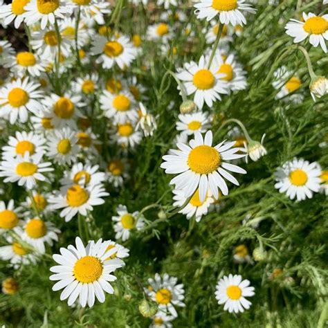 Buy German Chamomile Seeds Online in India - Mountain Top Seed Bank