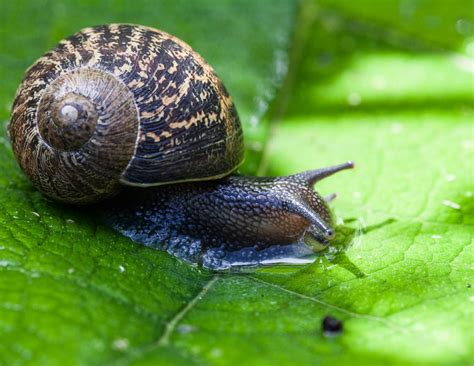 Snails: Characteristics, properties, types and more....