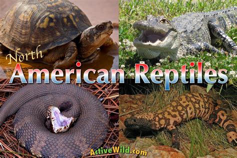 North American Reptiles List: Reptiles of the United States Pictures, Facts