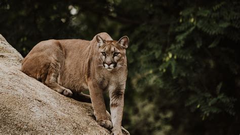 Caution urged after Colorado mountain lion sightings