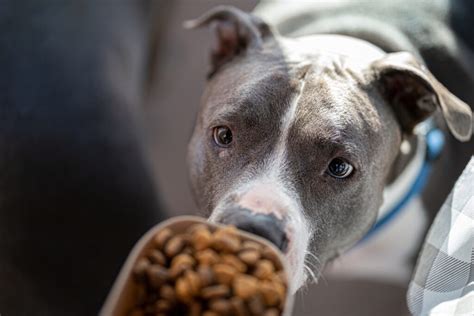 American Bully Feeding Chart: Tips To Know So Bully Can Grow