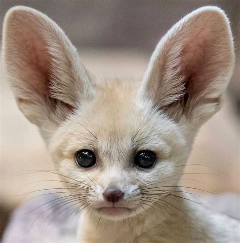 Fennec Fox | Renard animal de compagnie, Animaux africains ...