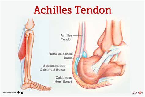 Achilles Tendon Anatomy