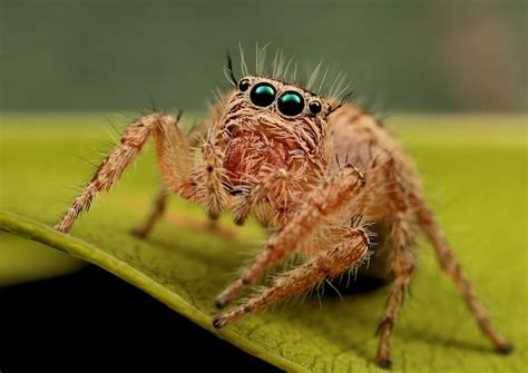 How To Take Awesome Spider Macro Photography With Micro 4/3 – M43 ...