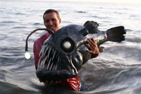 angler fish / deep sea fish | Weird sea creatures, Sea fish, Angler fish