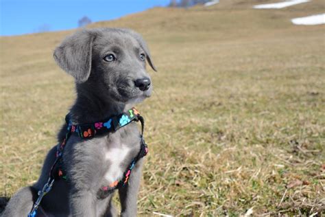 Aussiedor (Australian Shepherd & Lab Mix): Info, Pictures, Facts | Hepper