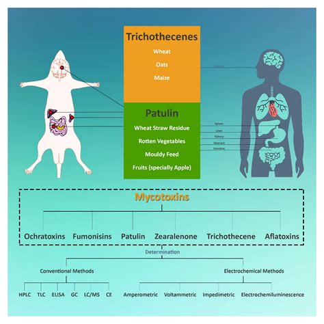 Patulin and Trichothecene: characteristics, occurrence, toxic effects ...