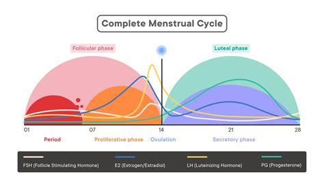 Female Hormone Cycle Chart