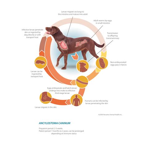 How Long Can A Puppy Live With Hookworms