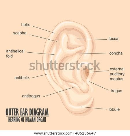 Ear Muscles Diagram - Blogger Lagi