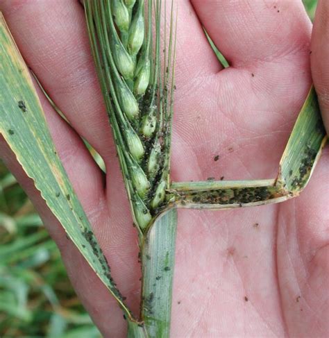 Barley treatments, most common diseases and pests of this cereal, Nexles