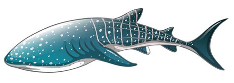 Whale Shark PNG Clipart - Best WEB Clipart