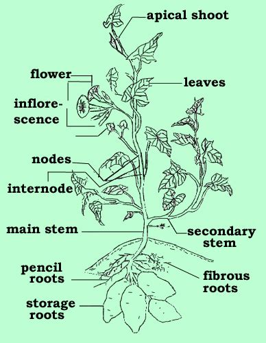 Botany and morphology