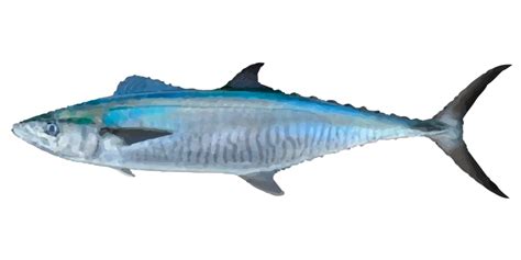 Spanish Mackerel, Where to catch Spanish Mackerel - Fishing Spots