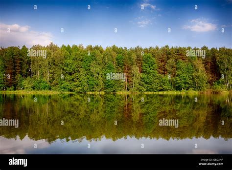 forest reflection in the lake Stock Photo - Alamy