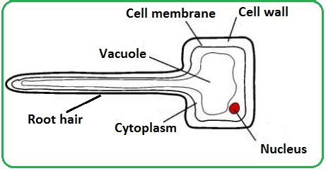 IGCSE Biology: 2.53 Explain how water is absorbed by root hair cells