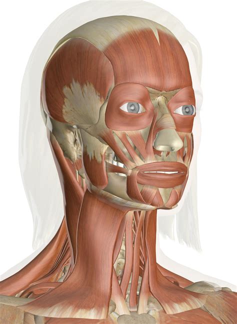 The Muscles of the Head and Neck: 3D Anatomy Model