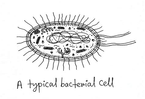 Virus Bacteria Structure Structure Diagrams