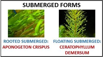 What are Hydrophytes? Definition, Features & Types - Biology Reader