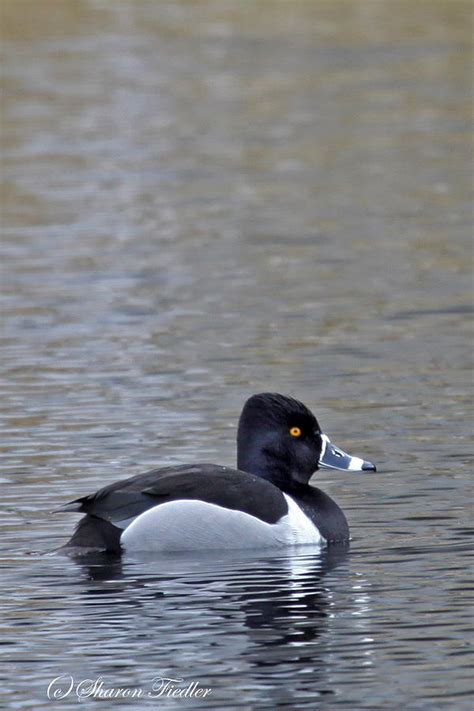 Ringneck Duck Male Photograph by Sharon Fiedler - Fine Art America