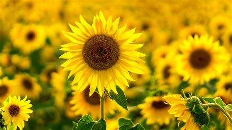 How to Care for & Grow Sunflowers | Petal Talk