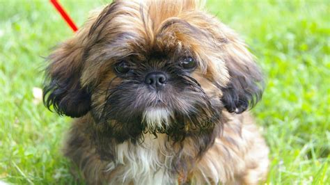 55+ Shih Tzu Puppies For Adoption Near Me - l2sanpiero