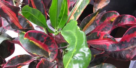 Croton Mammy Care & Growing Guide - Hobby Plants