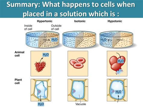 Plant Cell in Hypotonic Solution