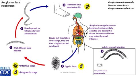 Ancylostoma Duodenale Life Cycle