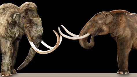 St. Helena Island’s Prehistoric Secrets: Mastodons - Dataw Historic ...