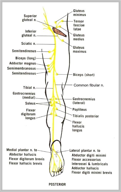 sciatic nerve anatomy diagram 744×1234 | Anatomy System - Human Body ...