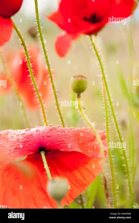 Poppies in tall grass hi-res stock photography and images - Alamy