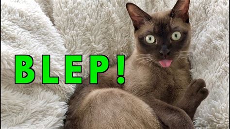 BLEP! Cat "Tongue of Surprise" Compilation Video! - YouTube