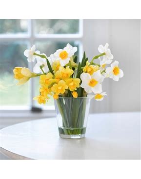 Paperwhite Narcissus Arrangement | Bloom UK