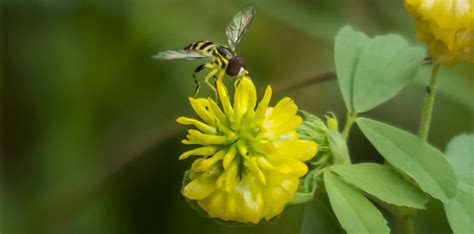 Adirondack Wildflowers: Hop Clover | Trifolium aureum