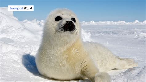 7 Harp Seal interesting facts - Zoological World