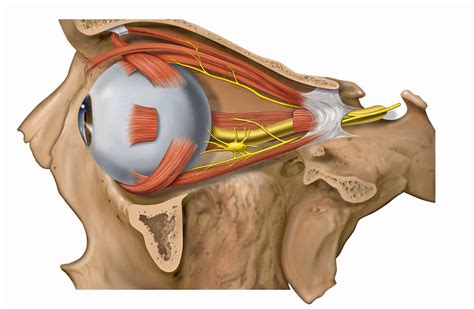 ¿Qué es la dipoplía o visión doble? - Curiosoando