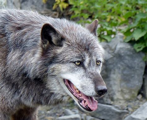 Timberwolf***Eastern timber wolf***Canis lupus lycaon | Flickr