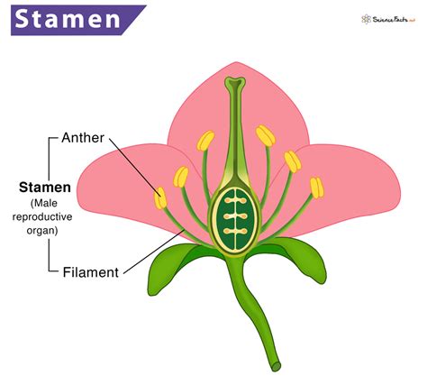 Stamen - Definition, Meaning, Function & Diagram