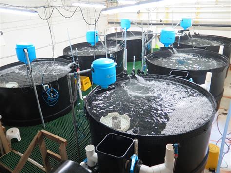 Technical Workshop - Recirculating Aquaculture Systems (RAS) for fish ...