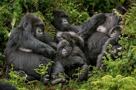 Mountain Gorilla Family