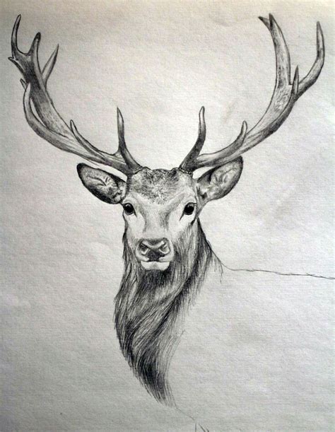 40 Free & Easy Animal Sketch Drawing Information & Ideas - Brighter ...