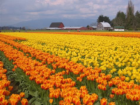 Skagit Valley Tulip Festival 2024 Bloom Map - Fanya Crissie