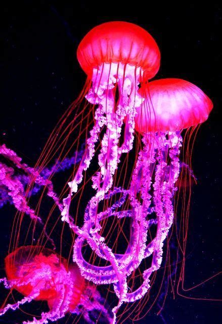 1000+ images about jellyfish on Pinterest | Jelly, Blue jellyfish ...# ...