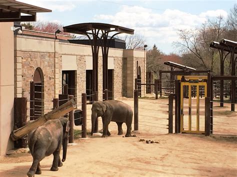 Washington Dc Zoo Animals List