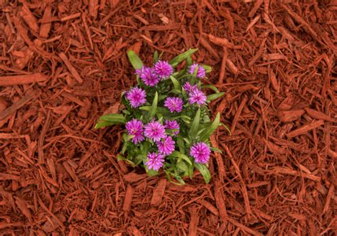 4 Reasons to Add a Fall Mulch Application to Your Landscape Plan ...