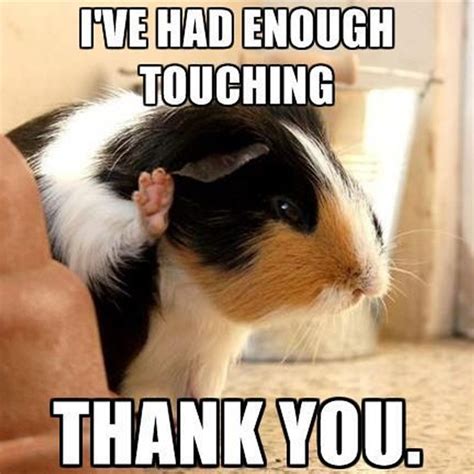 I've had enough touching.... #guineapig #memes #sweetguineapig # ...